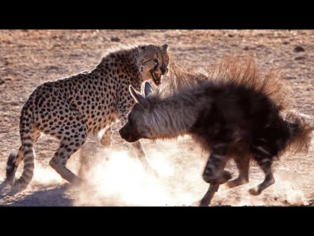 THE GEPARD IS IN BUSINESS! Cheetah against Leo, Crocodile, Ostrich, and other animals