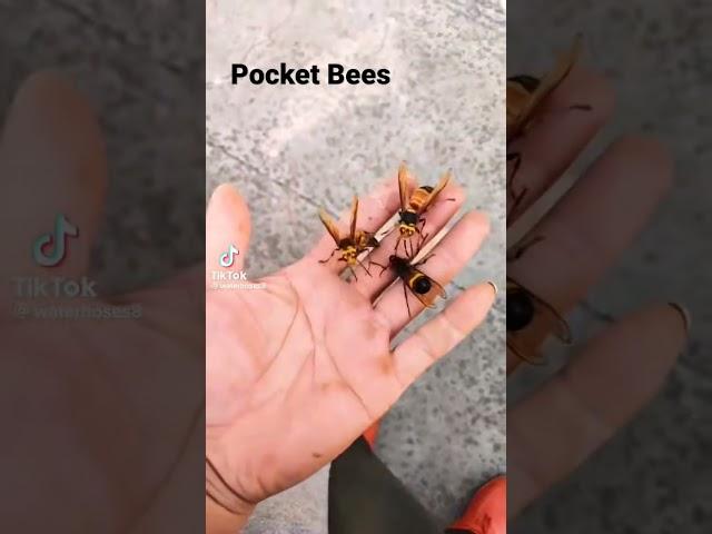 Pocket Bees