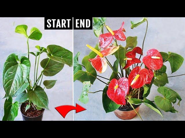 Anthurium not blooming? Copy my recipe & get more flowers EASILY