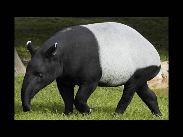 tapirus indicus