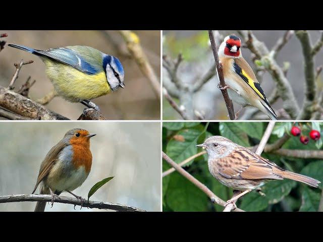 UK Garden Bird Identification Guide - Bird Names and Songs