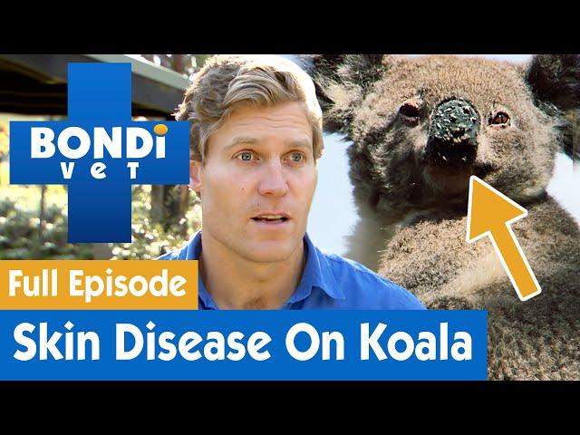 Lumps on Koala's Nose Needs Urgent Attention  | Bondi Vet Season 7 Ep 13 | Bondi Vet Full Episodes