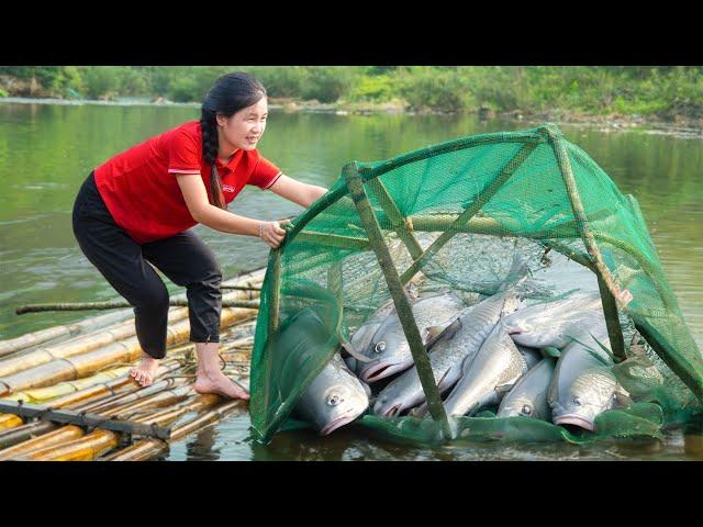 How to catch Fish, Trap river fish - Bring them go Market to sell | Farm | Jolie Life #1