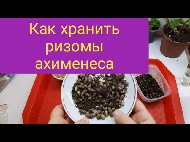 Как хранить ризомы ахименеса?