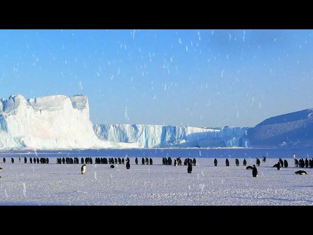 Penguin Colony Ambience - emperor penguin sounds, wind, floating icebergs