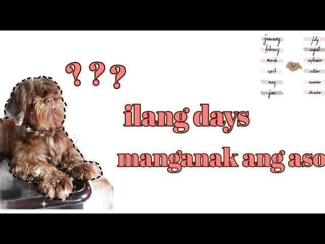 ILANG DAYS MANGANAK ANG ASO#tutorial #tips