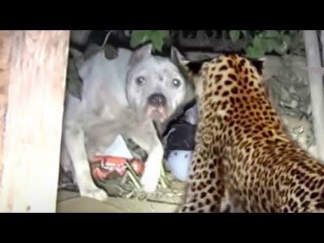 LEOPARD AGAINST DOGS! Leopard attacks dogs. Leopard in action