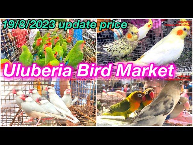 Uluberia Pet Market, Uluberia Bird Market 19/8/2023 price update today #cheapestprice #birds