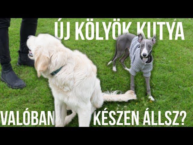 ÚJ KÖLYÖK KUTYA - Készen állsz? - Toby VLOG #22 | IHNIH