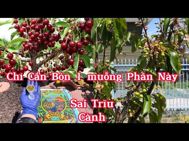 Cách Bón Phân, Đất Cho Cây Ăn Trái Trồng Trong Chậu Tốt, Nhiều Trái