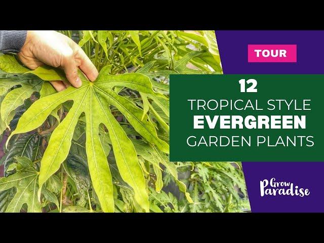 Tropical style evergreen plants for your garden - Cold hardy!