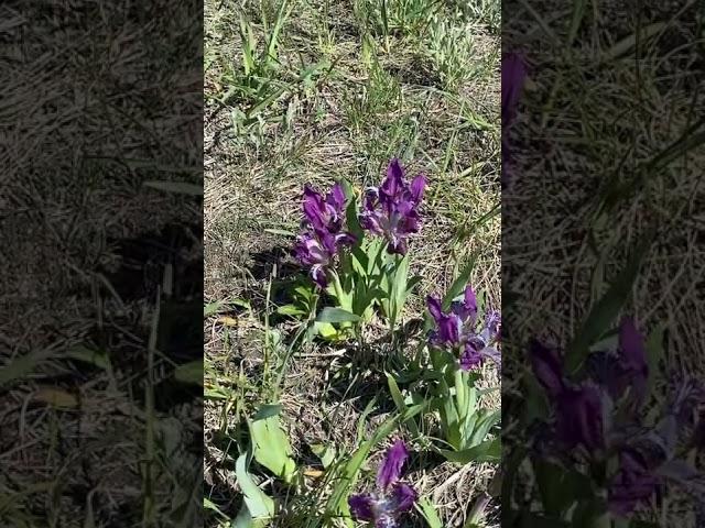 Wild flowers in the steppe