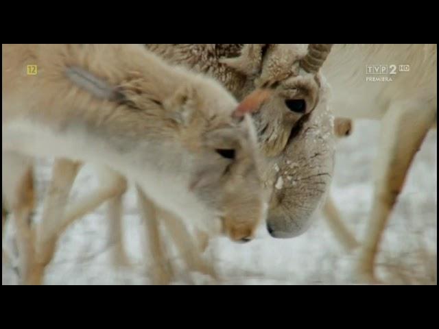 PRZYRODA - WIELKI KAUKAZ - Film dokumentalny - Lektor PL