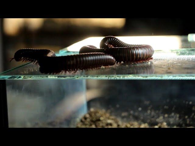 Setting up the Giant African Millipede Enclosure - A Guide