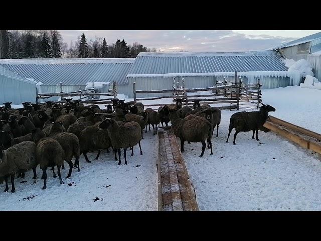 Романовские овцы зимний выгул