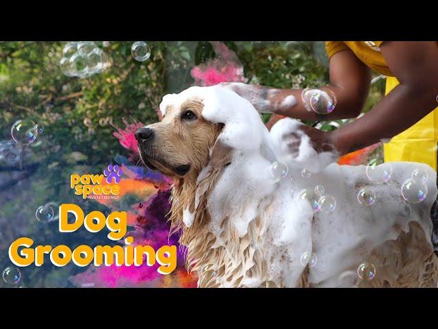 Pet Grooming | Dog grooming in Bangalore | Pet grooming at doorstep | Best dog grooming