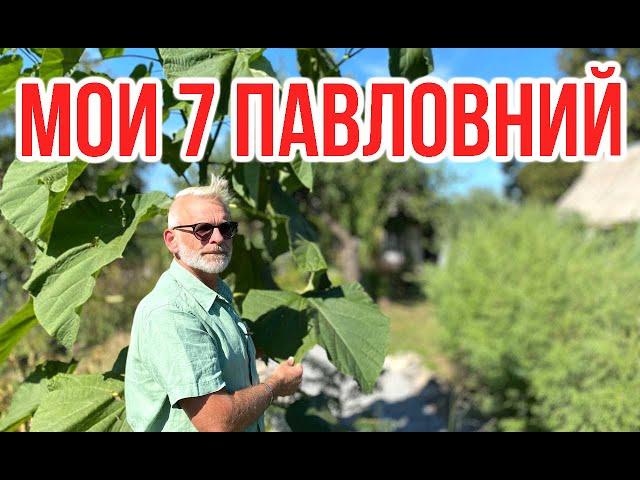 Мои павловнии / ПАВЛОВНИЯ 4 года / Игорь Билевич