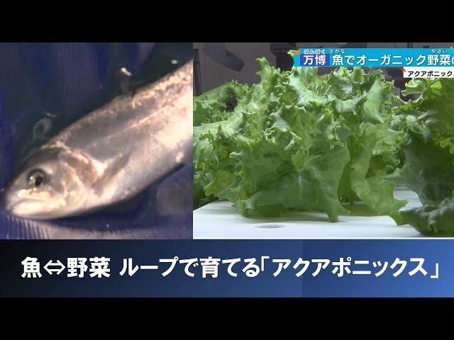 オーガニック野菜を魚が育てる！？ 注目の「アクアポニックス」とは