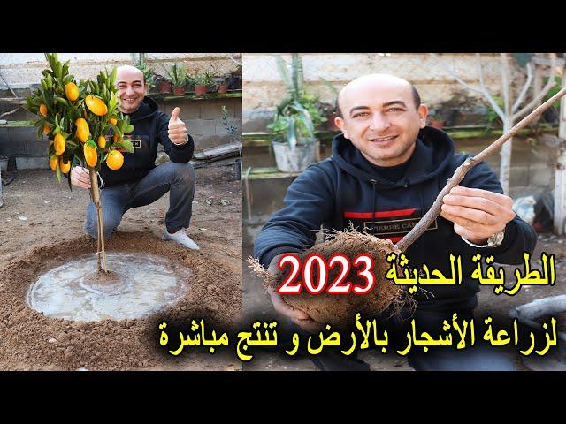 الطريقة الحديثة 2023 لزراعة الاشجار المثمرة و الزينة بالارض مباشرة