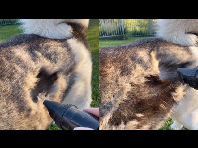 Owner 'Hoovers' Dogs Fur During Shedding Season