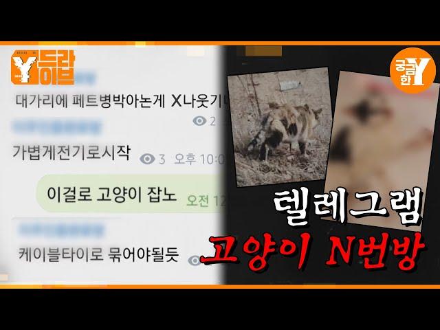 ＂때리고, 고문하고, 죽여라＂, 고양이 학대하는 채팅방의 정체는?