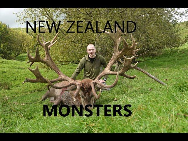 NEW ZEALAND MONSTER STAGS