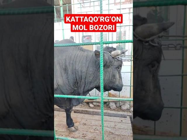 Kattaqoʻrgʻon mol bozori-600 kg buqa