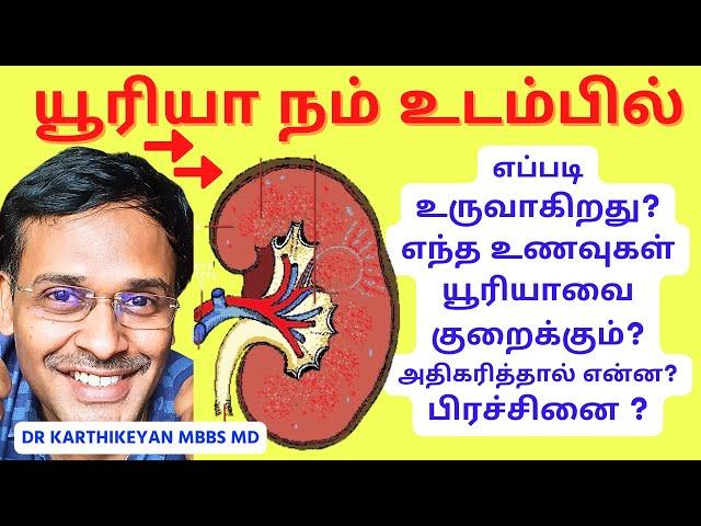 கட்டாயம் உடலுக்கு யூரியா குறித்து உங்களுக்கு தெரியவேண்டியவை | what is the function of urea