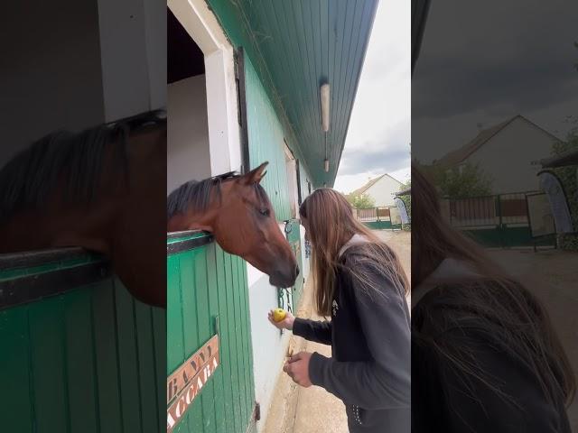 #horse #BAS #baccara #horse #love