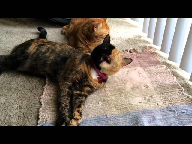 Venus and Ginger -Sister Love