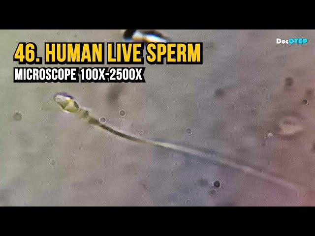 46. Human Live Sperm (Microscope 100x-2500x)