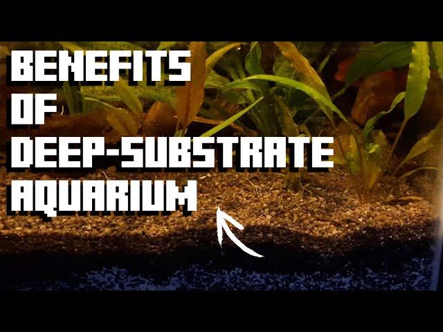 Why Plants Thrive In Deep-Substrate