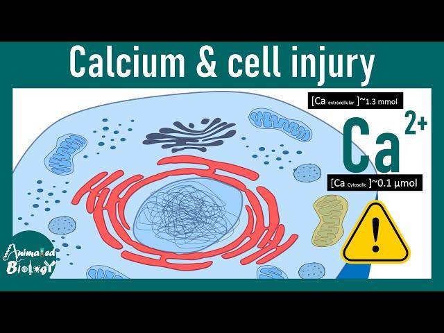 Calcium and cell injury | Why too much calcium is bad for cell ? | USMLE | Pathology