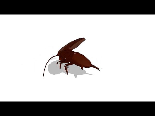 (MMD) a Gentleman cockroach