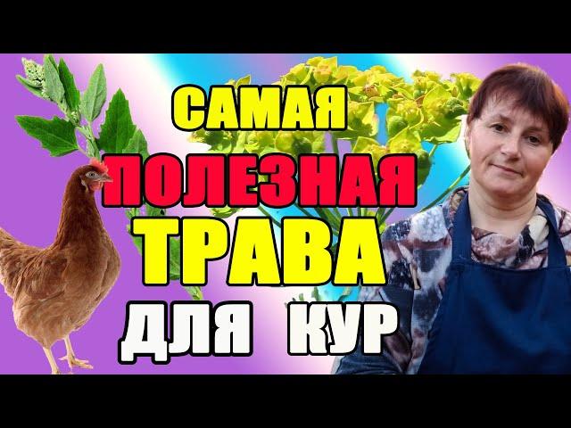 Самая полезная трава для кур. Какую траву необходимо давать курам.