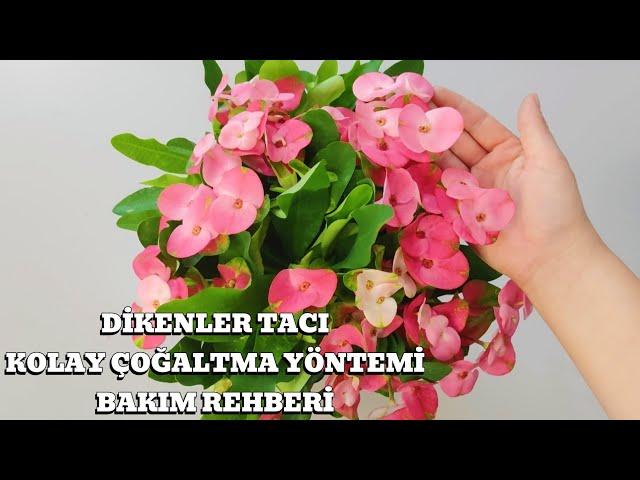 Dikenler Tacı Çiçeği (Euphorbia Milii): Kolay Çoğaltma ve Bakım Rehberi