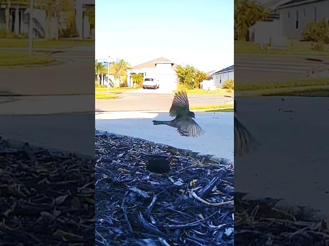 #warbler #aerobatics #florida #birds showing off! #wyzecam