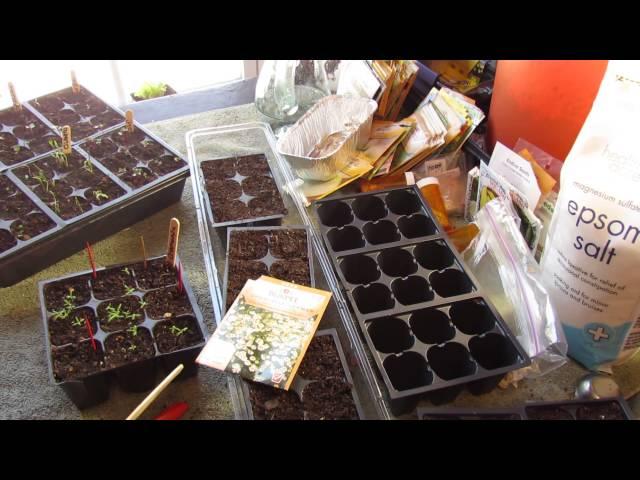 Garden Flowers: How to Seed Start German Chamomile Indoors: An Herb Too! - MFG 2014