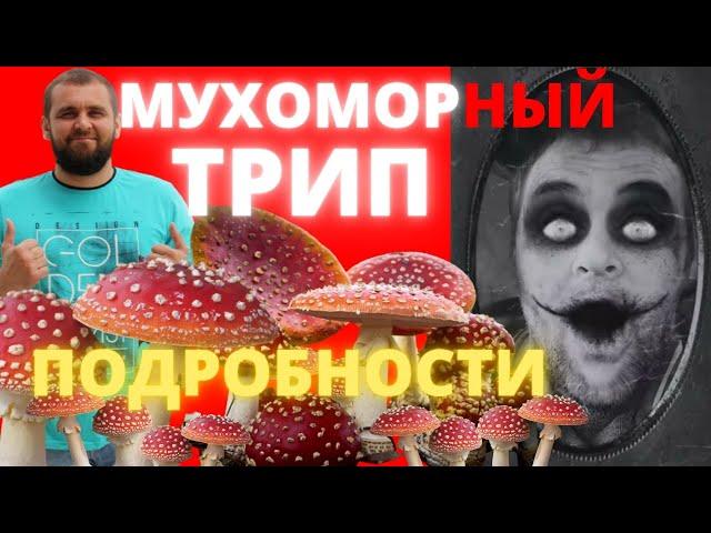 Мухоморный трип подробности| Что такое мухоморный трип| Мухоморный трип