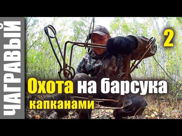 Охота на барсука капканами | Часть 2