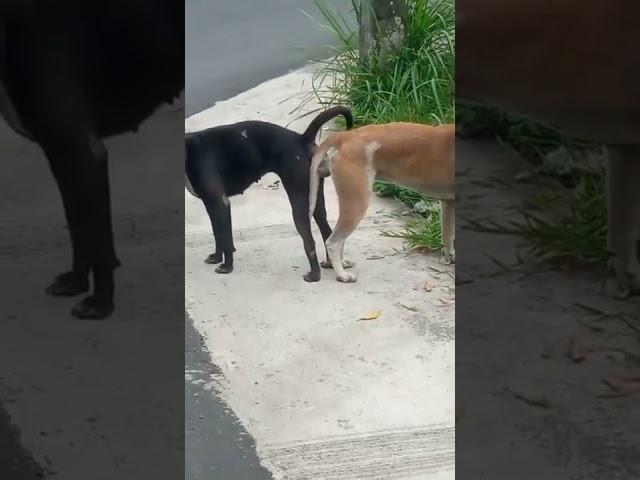 Anjing Kawin Di Pinggir Jalan KeEnakan