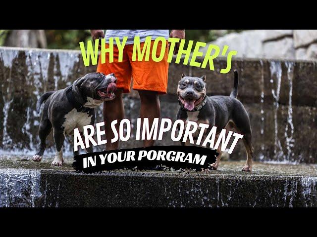 Breeding Better Dogs: Why the Mother's More Important