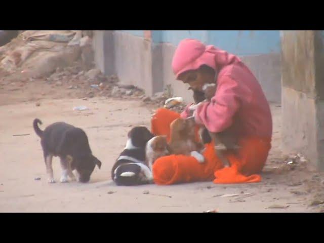 Distressed lady breast  feeding hungry puppies.হতাশাগ্রস্ত মহিলা কুকুরছানাকে বুকের দুধ খাওয়ান.