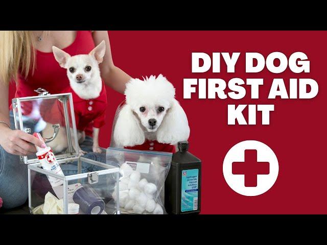 DIY Dog First Aid Kit: A List of Essentials | Proud Dog Mom