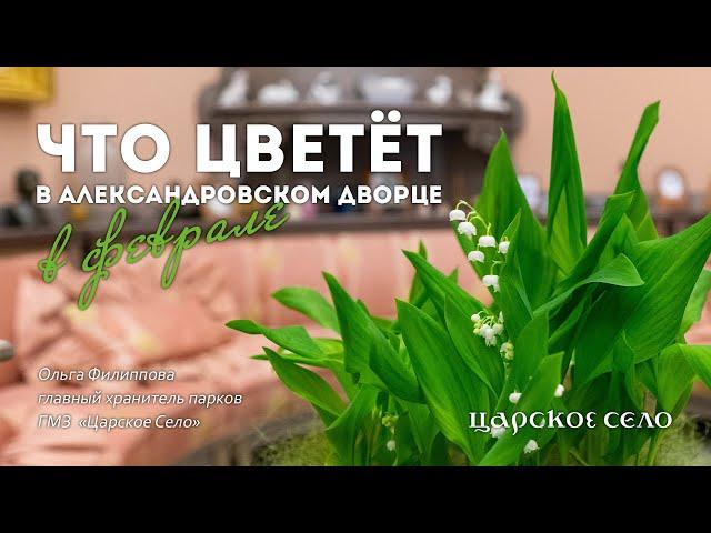 Что цветёт в Александровском дворце в феврале?