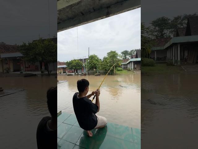 Mancing Saat Banjir Dapat Ikan Lele Ukuran Monster #lele #banjir #lelemonster #mancing #menemukan