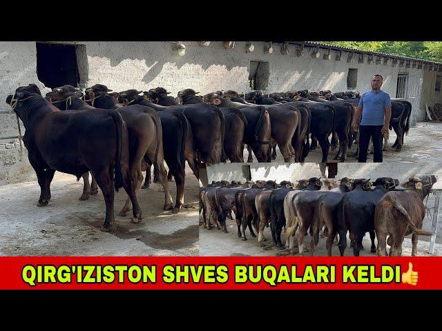 QIRG’IZISTON SHVES BUQALARNI 91-693-20-07 YEMLASHGA TAYYORLARI SIFATLILARI KELDI