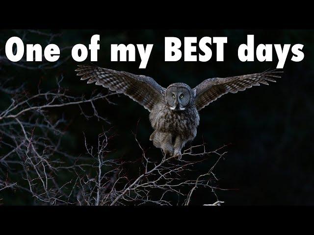 One of My BEST Days Ever of Owl Photography | Wildlife Photography Vlog