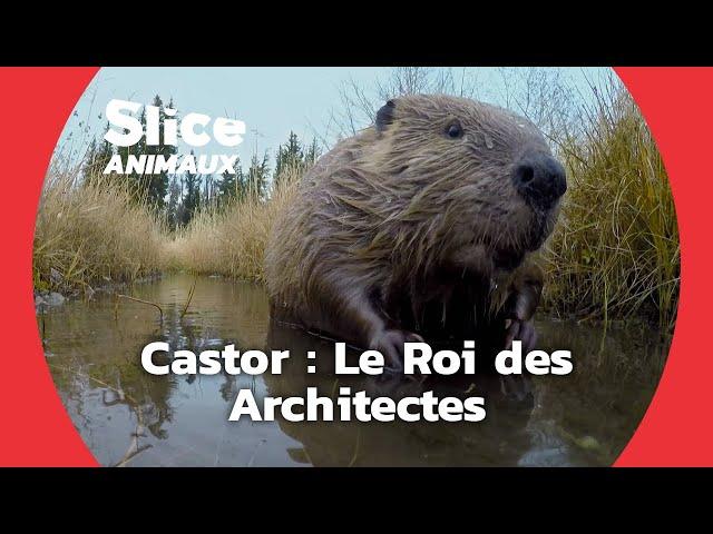 Comment les castors construisent-ils leur barrage ? I SLICE Animaux