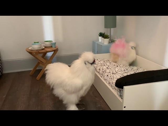 Best indoor coop for silkie chickens!